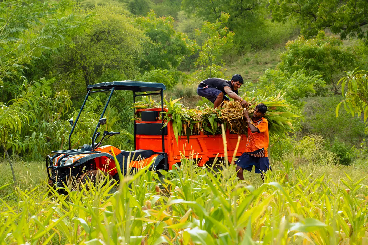 Two farm workers loading cut fodder into a Tunwal E-ATV in a maize field